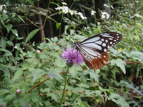 長距離を移動する蝶、アサギマダラを激写！