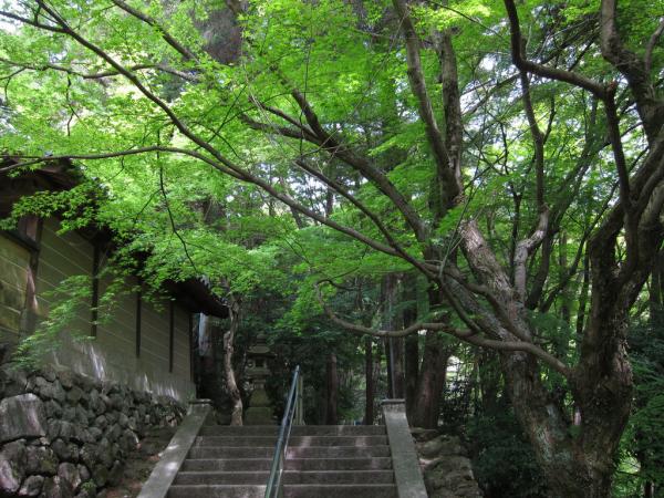 興法寺、新緑が綺麗でした