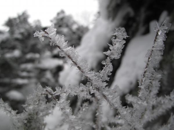 樹氷