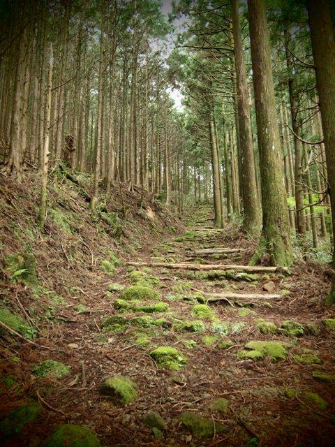天然ﾐｽﾄ ｼｬﾜｰを頂いた熊野古道 登山レポート 登山用品 アウトドア用品の専門店 好日山荘