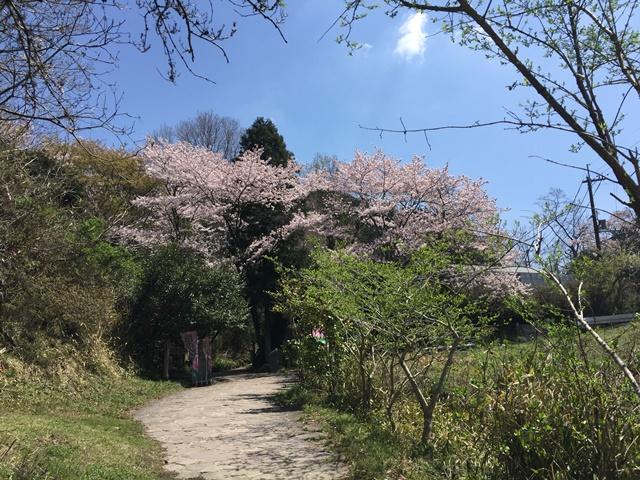 登山口から桜♪