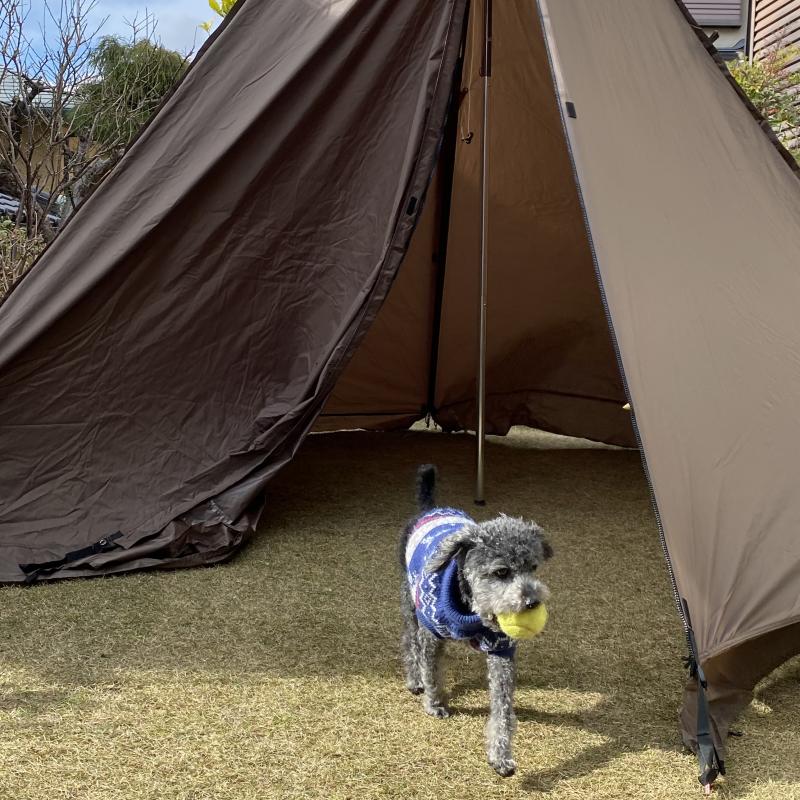 テント設営中。ワンコがボール投げてと何度もボールを持ってきます。。