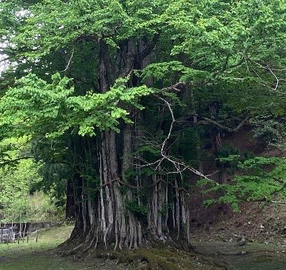 糸井の大カツラ。樹齢約2000年