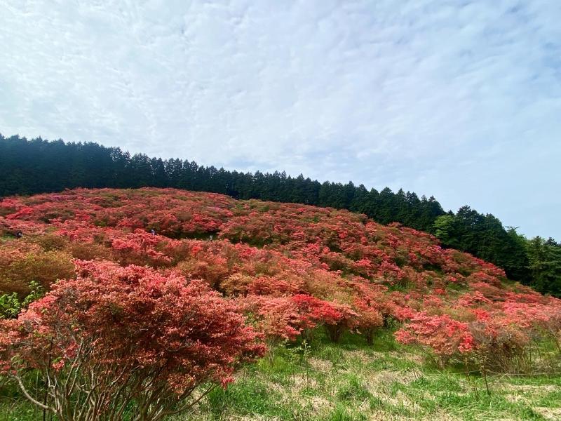 散り始めでしたがギリギリ！！という事で☆