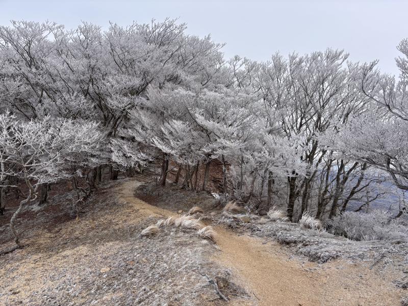寒くて霧氷を見る事ができました