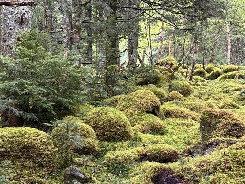 八ヶ岳は苔がきれいですね！