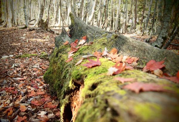 緑の苔の上に紅葉した落ち葉。キレイな組み合わせです。