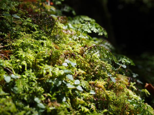 苔の森