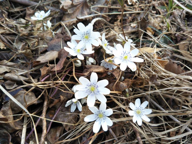 お目当ての雪割草