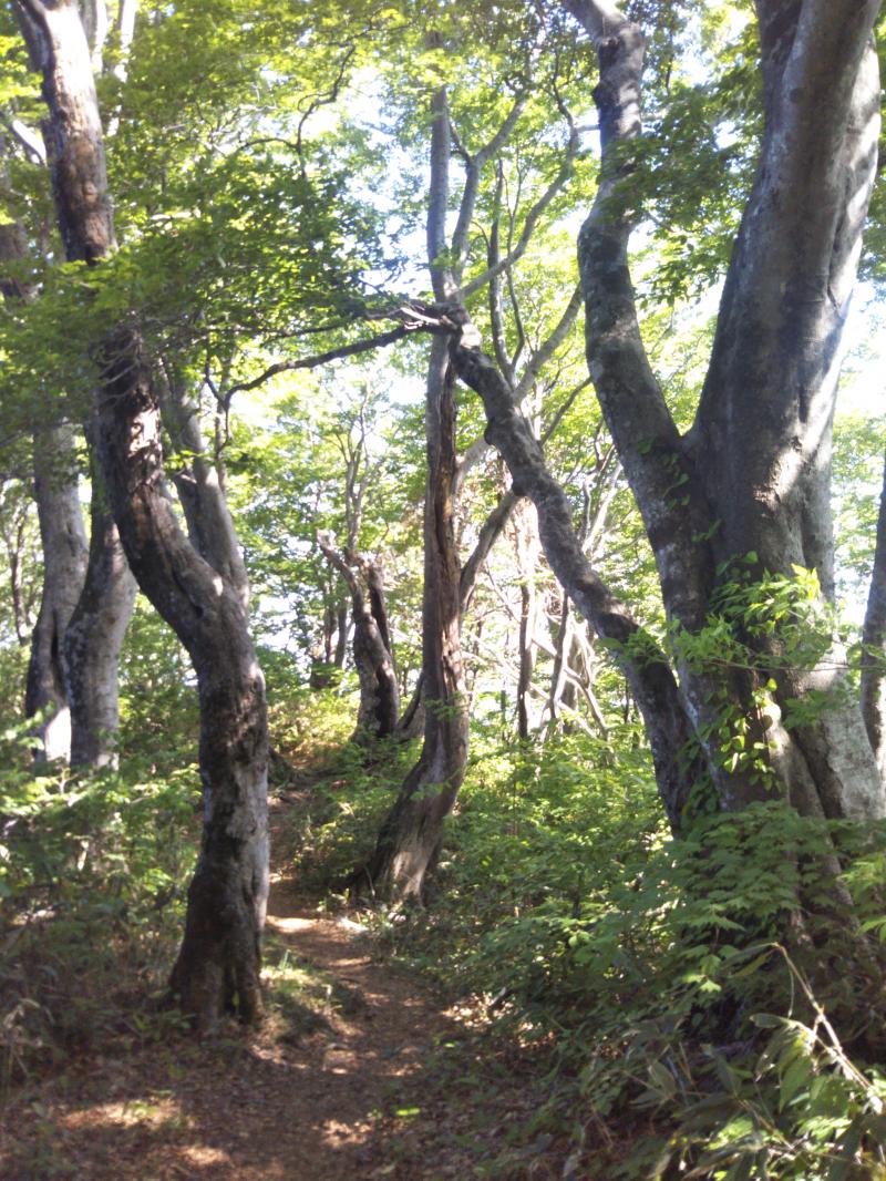 圧巻のブナ原生林 新緑に癒される新保岳 852m 登山レポート 登山用品 アウトドア用品の専門店 好日山荘 圧巻のブナ原生林 新緑に癒される新保岳 852m 登山レポート 登山用品 アウトドア用品の専門店 好日山荘