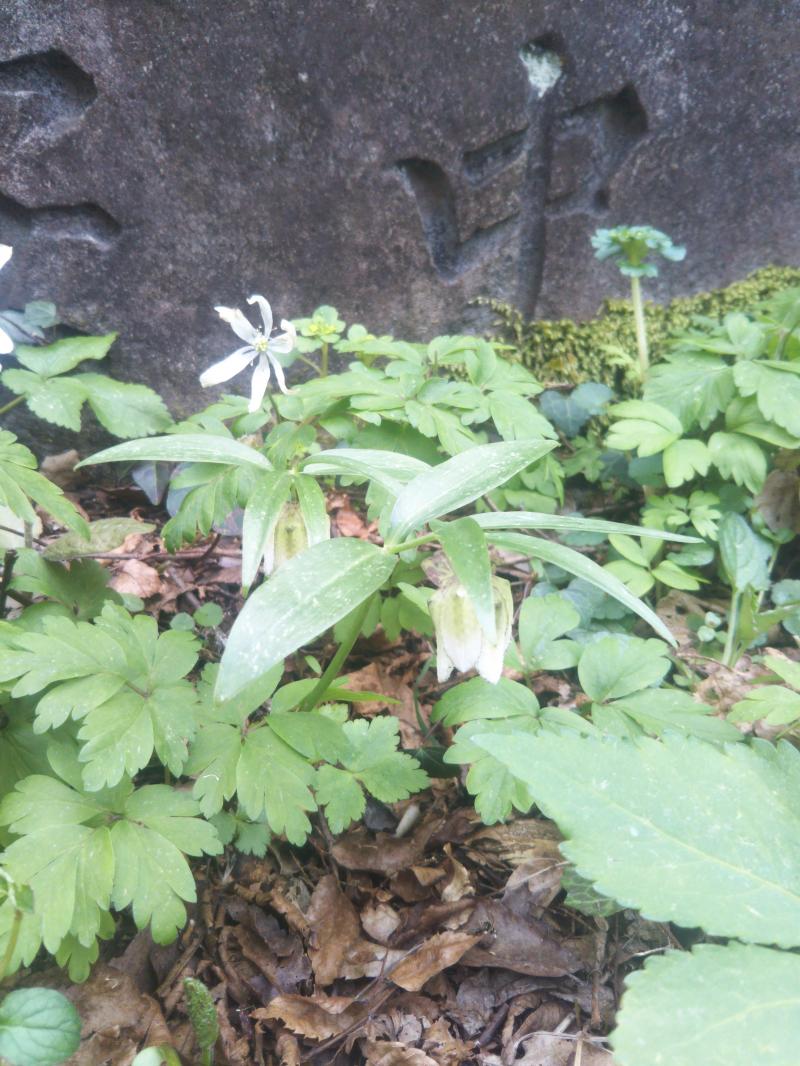 登山口に咲くコシノコバイモ
