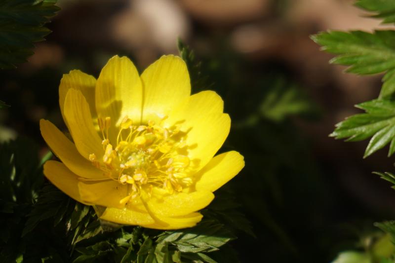 ハッピーカラー