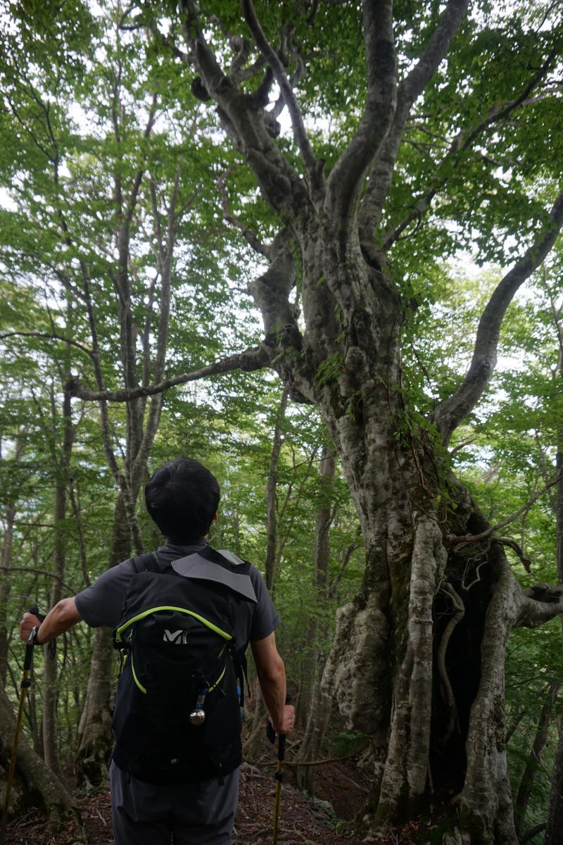 巨樹を見上げる