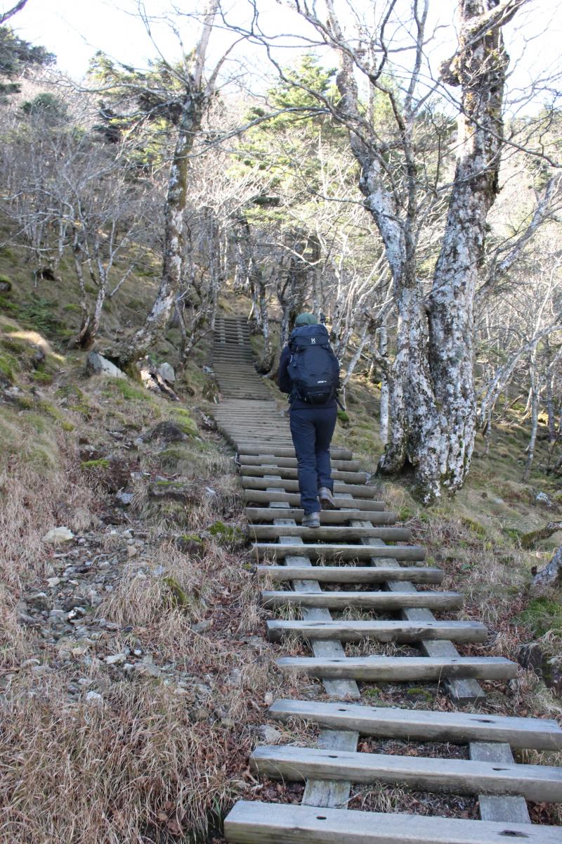 整備された木道。