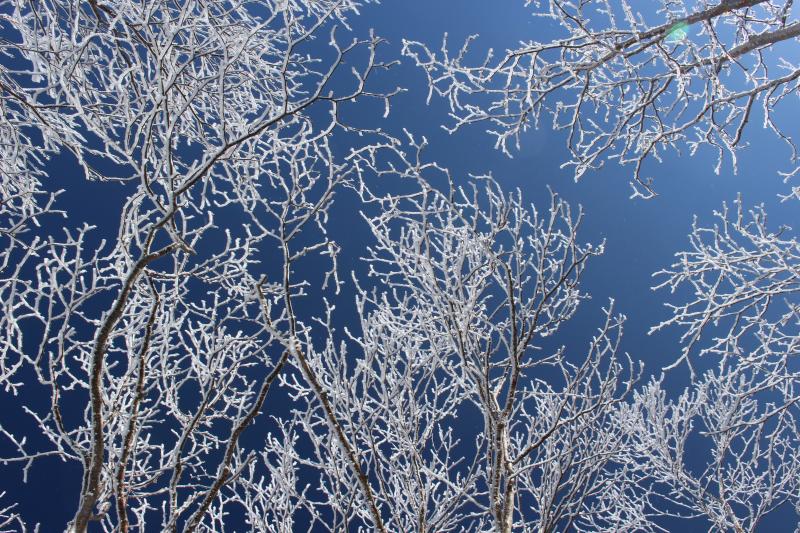 澄み渡った青い空と樹氷のコラボ。