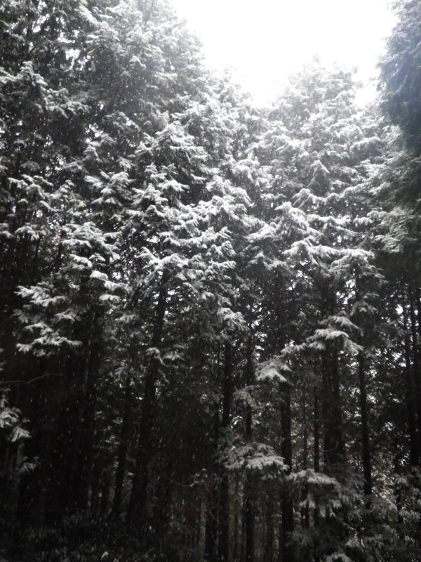 杉林も雪をかぶれば表情を変えます。