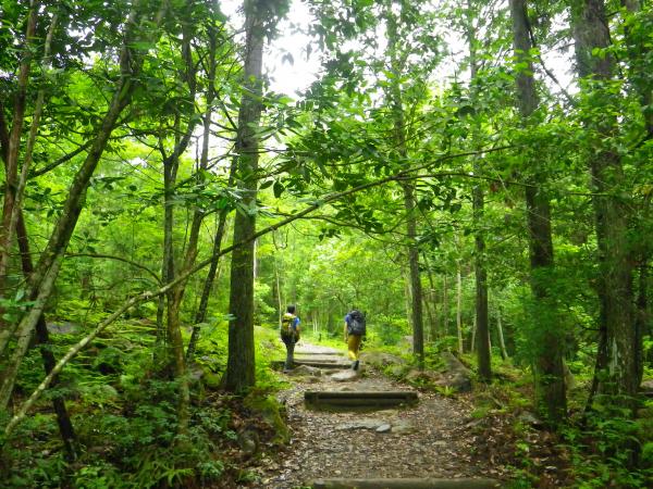 森林浴をしながらアプローチ。