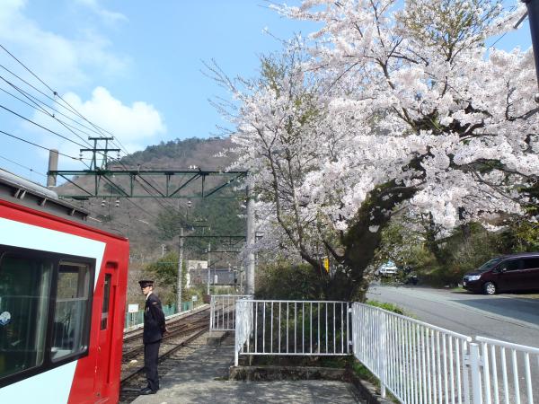宮ノ下駅の桜です。
