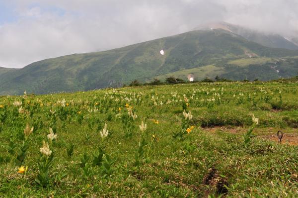 太郎平から薬師岳方面。コバイケイソウがたくさん咲いています