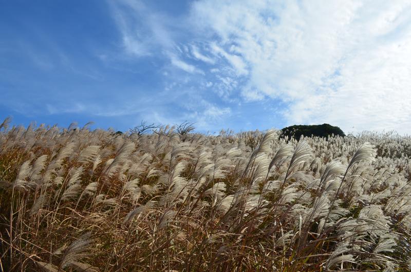 赤坂山の頂上はススキの草原です