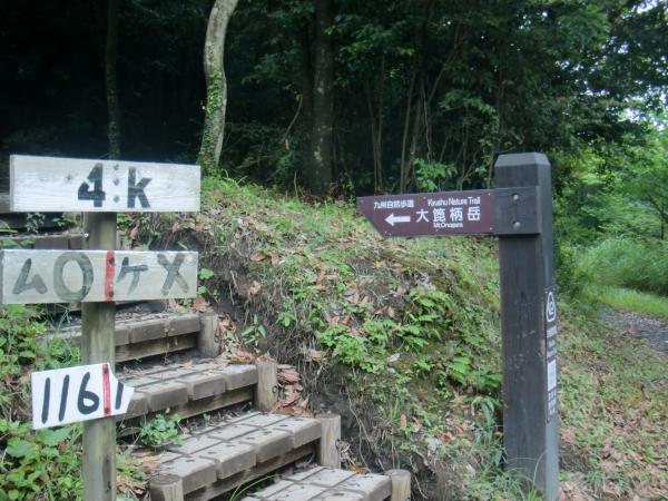 始まりの垂桜コース登山道。ここまでの道もちょっと分かりにくい。