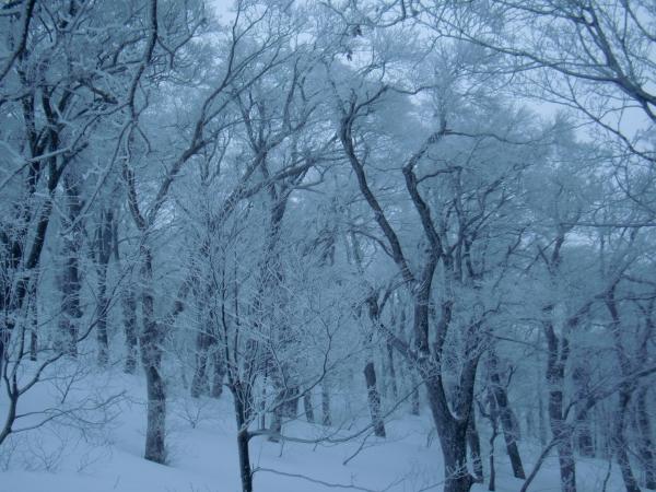 雪の森。独特の静けさがあります。