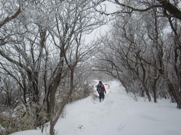 雪深い森を歩く。