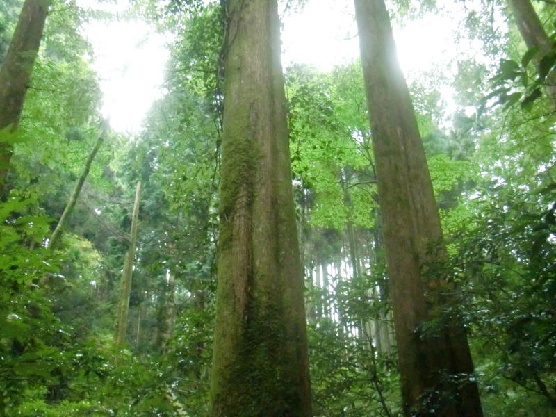 メタセコイアの木々はとても大きく静かな森です。