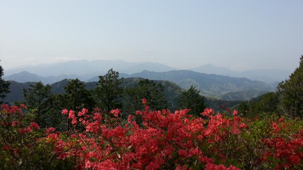 天気がよく、つつじも満開でしばし癒される。