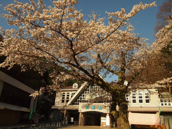 ケーブルカー駅前の桜もだいぶ咲いてきました