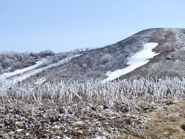 山頂までの道には、植物に氷がつきまるでニョロニョロのよう・・・