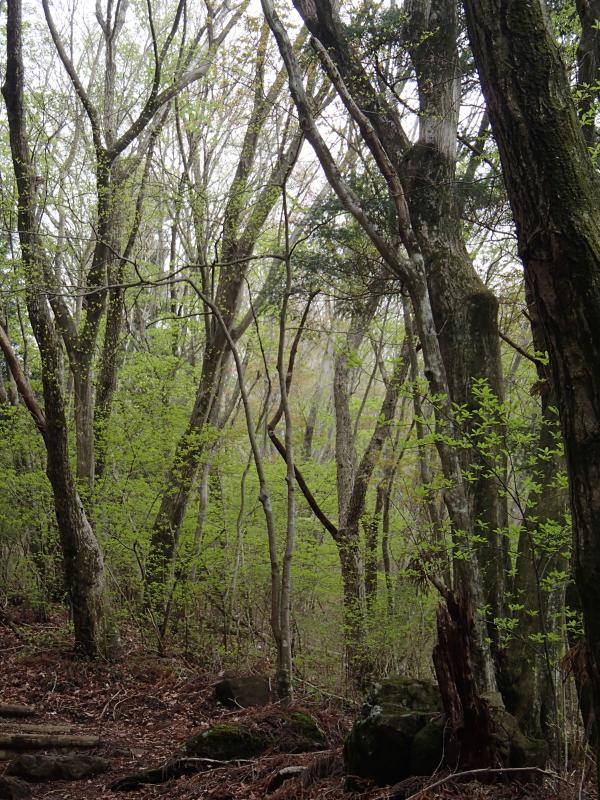 芽吹きの春です☆