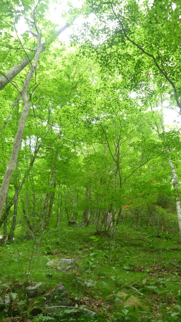 新緑がサイコーに綺麗です！