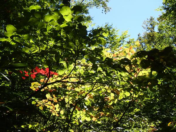 太陽光があたって透けてます☆