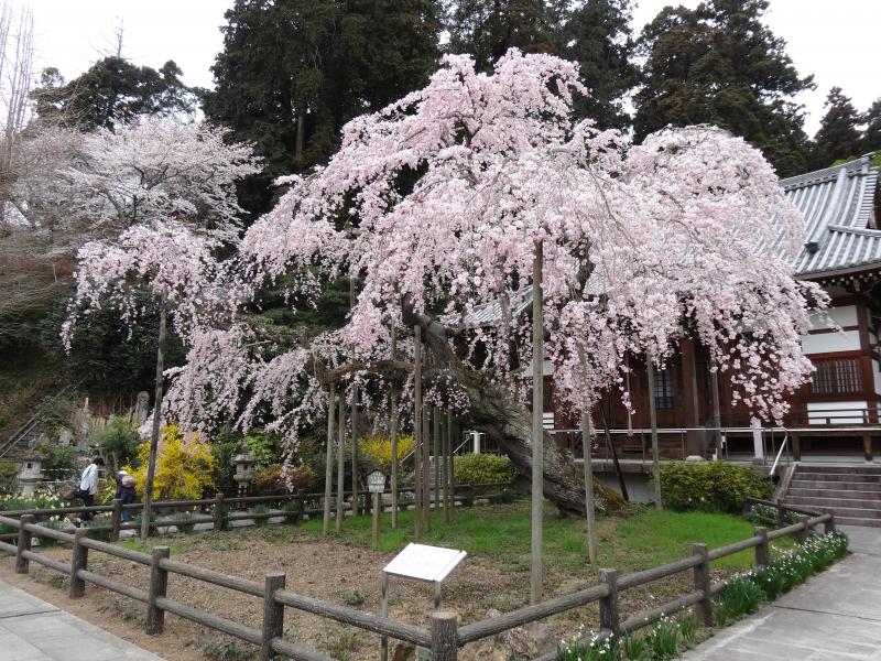 太平寺の桜