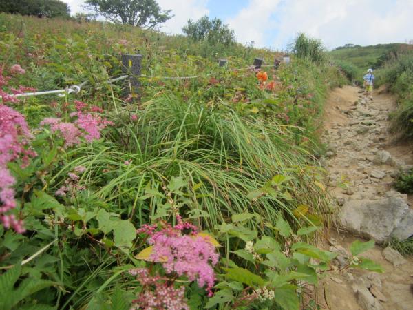 山頂にはお花畑がひろがっていました