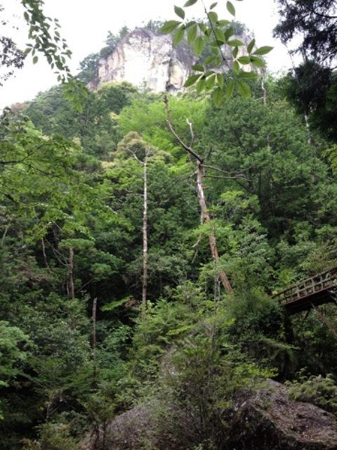 まるでジャングルの様な雰囲気。