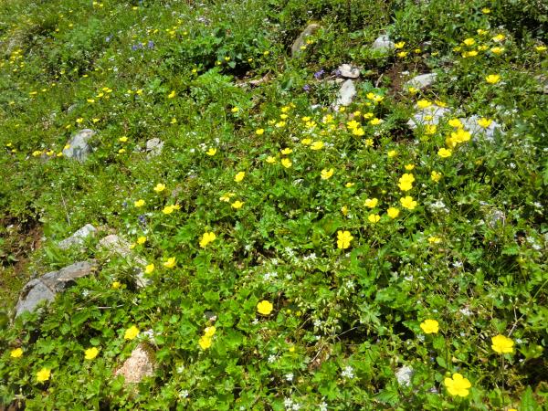 ウマノアシガタが沢山咲いてました