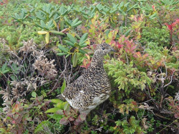 久しぶりのライチョウ！