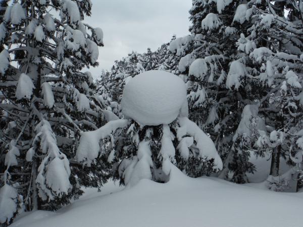 たこ！？杉の木の上に積もった雪が摩訶不思議な造形を作り出していました。