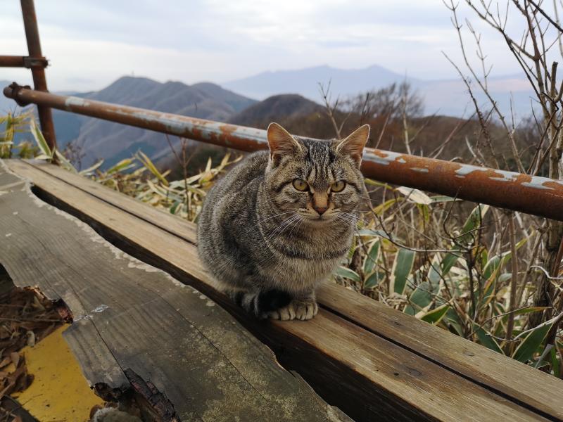 山頂にいた猫。毎日富士山見てるのかにゃ。