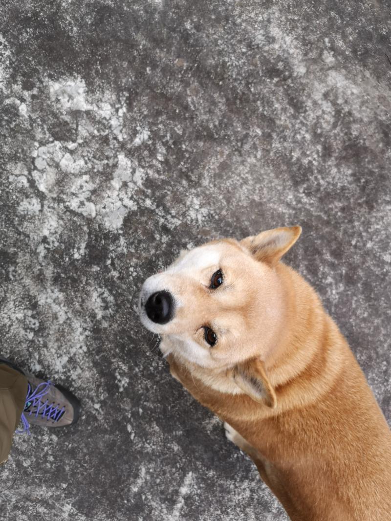 両神山荘の看板犬くん。そんな顔で見つめられたら山行くの止めちゃうよ。