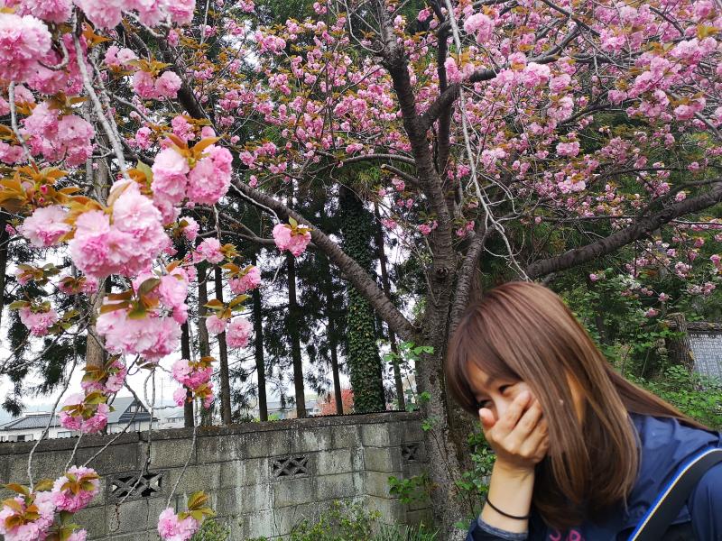 たわわな八重桜と照れかおりん。