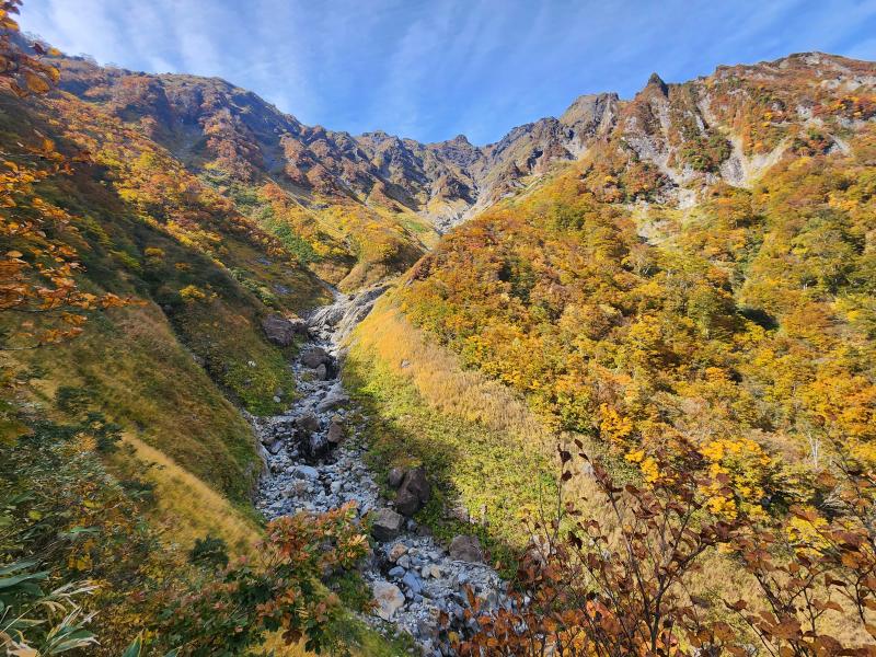 黄金色のマチガ沢。谷川岳山頂部も見えています。