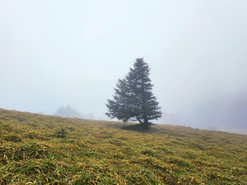 草原にポツンと印象的なコメツガの木。