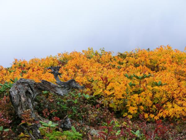 稜線に出たら一足早い紅葉がお出迎え。