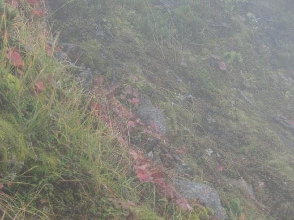 どこの山でも遭遇するとやっぱりうれしい雷鳥。