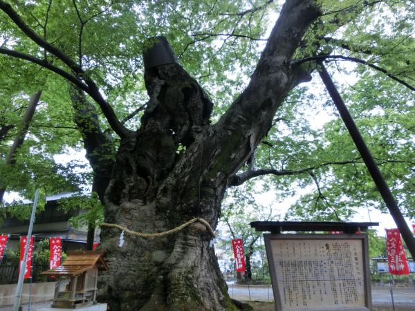 樹齢約1300年の巨木。パワーを頂きます。