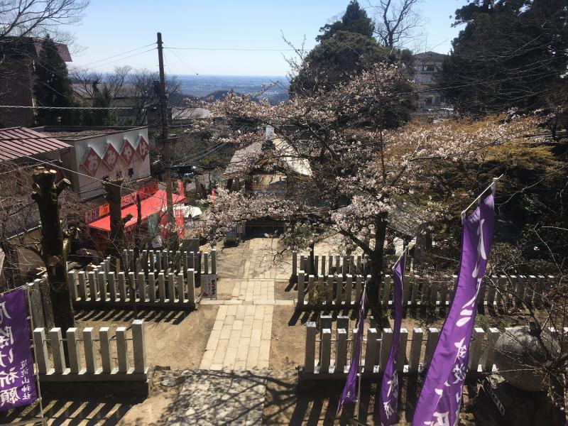 筑波山神社の桜が咲いていました