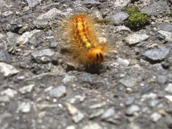 ケムンパスでやんす